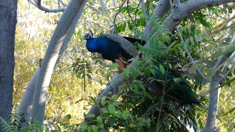 Pfau
